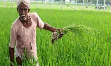 किसानों को लगेगा झटका, फसलों को हो सकता है भारी नुकसान, जानिए इसके पीछे की वजह