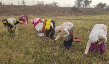 राज्य शासन की सुराजी गांव योजना से महिलाएं बना रही समाज में अलग पहचान